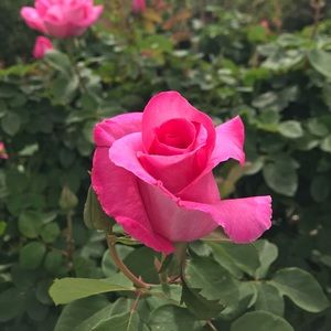 Meet your Posher, Mary